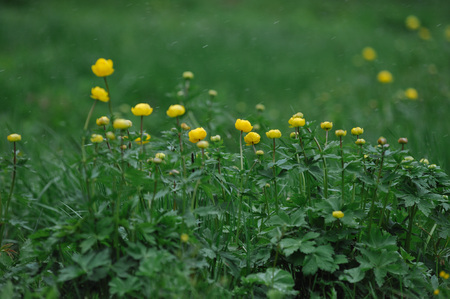 Globeflowers on the field during a snowfall.の写真素材