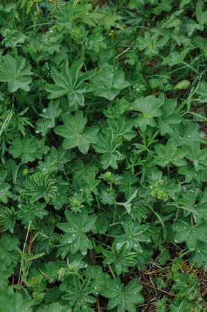 Green plants after rain with large drops of water on the leaves.の写真素材