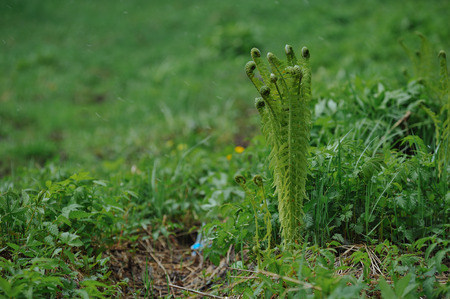 Young fern shoots on a snowy may day.の写真素材