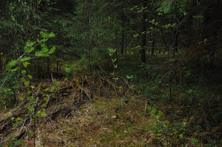 Nature view of the spring in taigaの写真素材