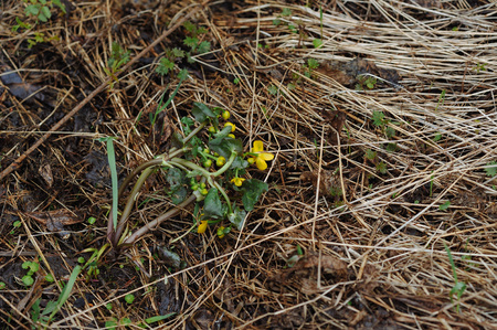 Globeflowers on the field during a snowfall.の写真素材
