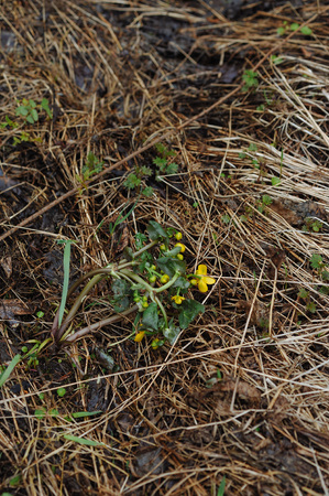 Globeflowers on the field during a snowfall.の写真素材