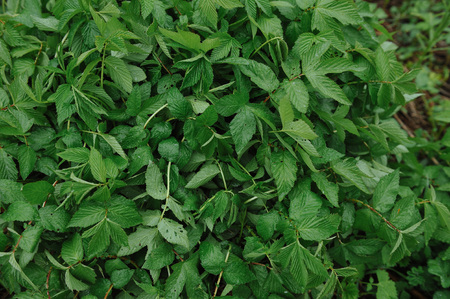 Green plants after rain with large drops of water on the leaves.の写真素材