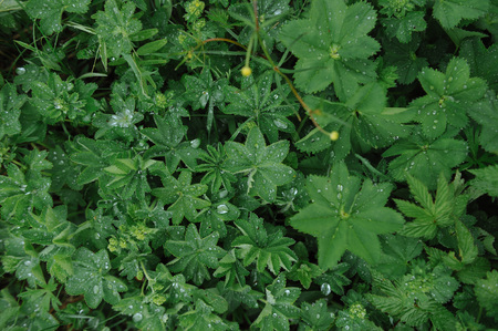 Green plants after rain with large drops of water on the leaves.の写真素材