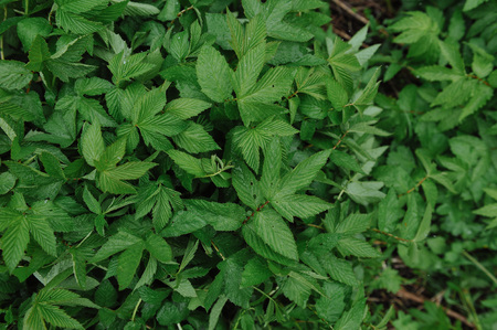 Green plants after rain with large drops of water on the leaves.の写真素材