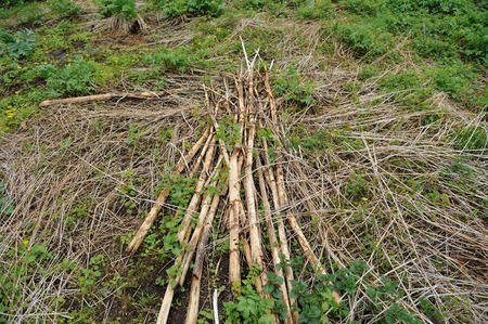 Last year's cow parsnip beveled and piled in a pile.の写真素材