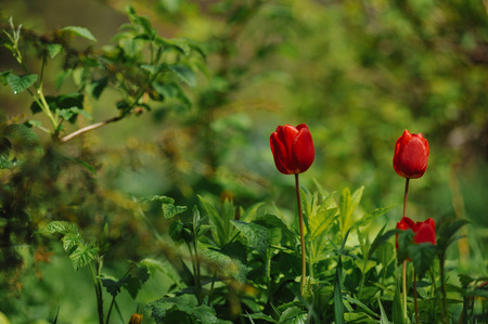 Red tulips on the flowerbed in the direct daylightの写真素材