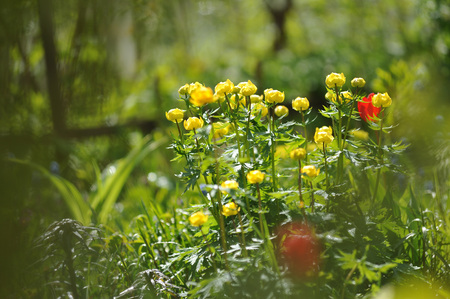 Globeflowers on green flowerbedの写真素材