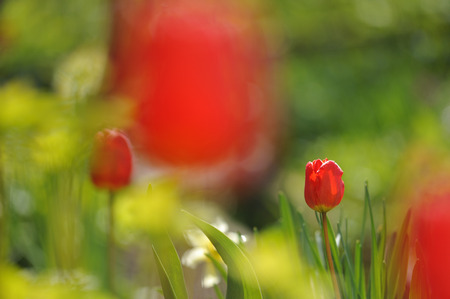 Tulips on the flowerbed in backlit daylightの写真素材