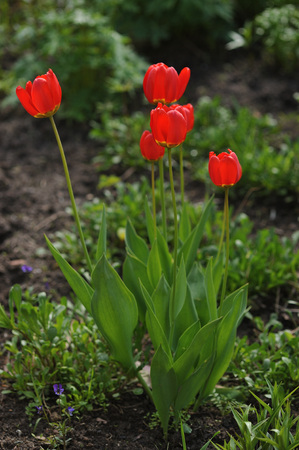 Tulips on the flowerbed in backlit daylightの写真素材