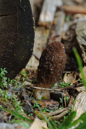 Close up of morchella mushroom.の写真素材