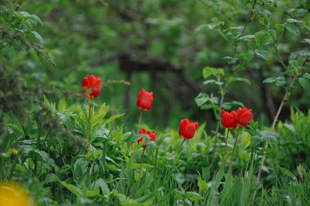 Tulips on the flower bed in diffused daylightの写真素材
