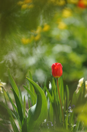 Tulips on the flowerbed in backlit daylightの写真素材