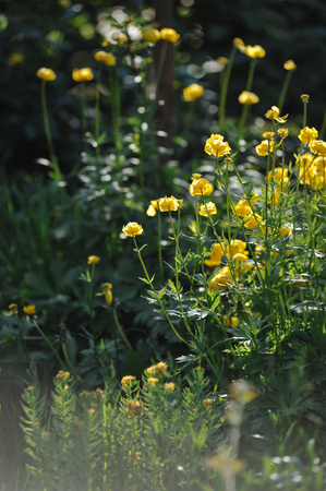 Globeflowers on green flowerbedの写真素材
