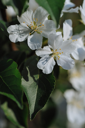 Apple trees in bloom. Close up.の写真素材