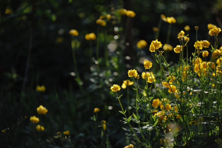 Globeflowers on green flowerbedの写真素材
