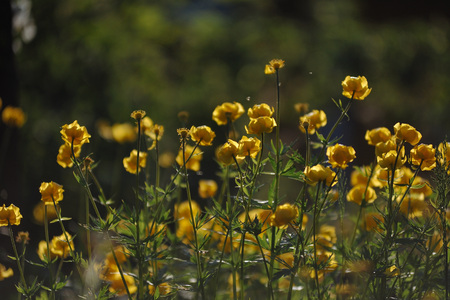 Globeflowers on green flowerbedの写真素材