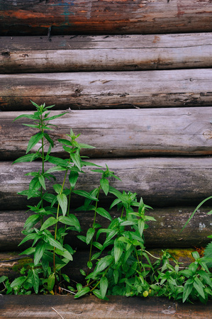 Close up of green grass on the old wooden wall backgroundの写真素材