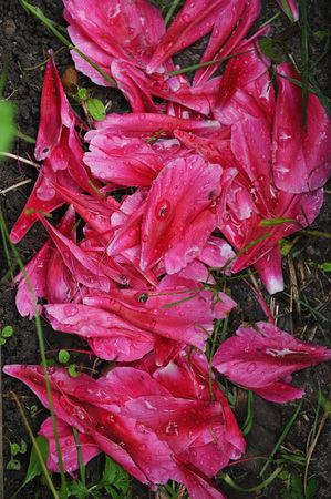 Fallen peony petals close-up on the flower bed.の写真素材
