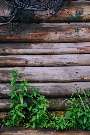 Close up of green grass on the old wooden wall backgroundの写真素材