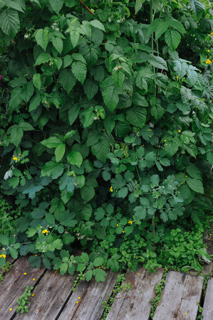 Old garden overgrown with green grass and shrubsの写真素材