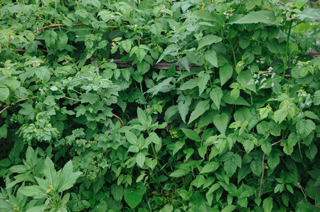 Old garden overgrown with green grass and shrubsの写真素材