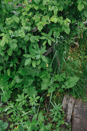 Old garden overgrown with green grass and shrubsの写真素材
