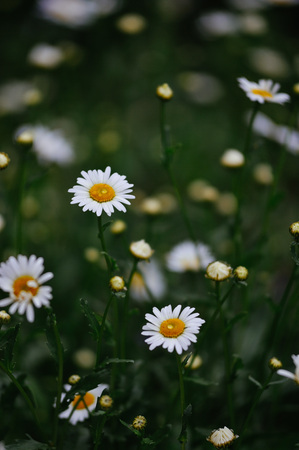 Daisies in the flower bed close-up.の写真素材
