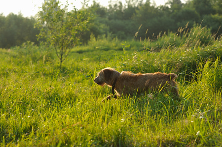 Golden dog running on the grass early in the morning.の写真素材