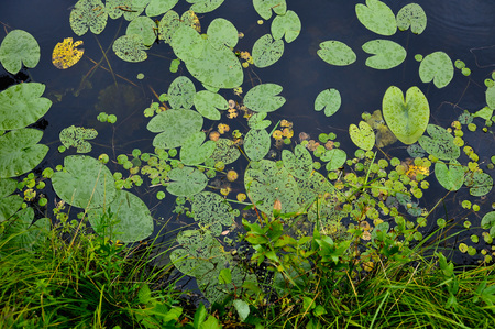 Close up background of the forest lake surfaceの写真素材