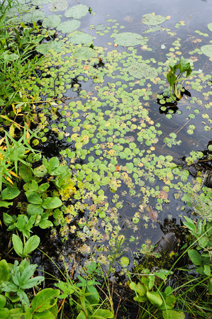 Close up background of the forest lake surfaceの写真素材