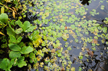 Close up background of the forest lake surfaceの写真素材