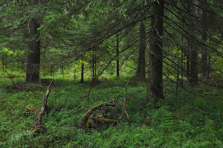 Landscape view  deep in forestの写真素材