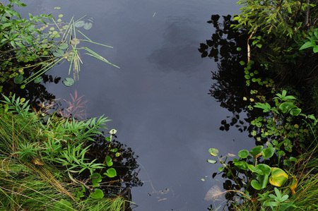 Close up background of the forest lake surfaceの写真素材