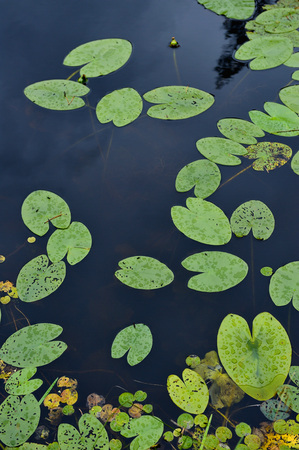 Close up background of the forest lake surfaceの写真素材