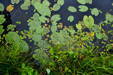 Close up background of the forest lake surfaceの写真素材