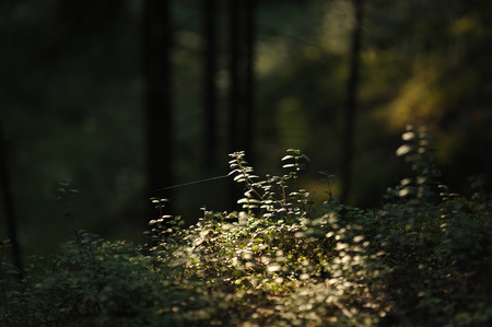 Fresh sprouts cranberry bushes in the forestの写真素材