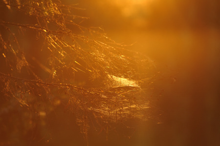 Web in the evening forest, illuminated by the light of the setting sun.の写真素材