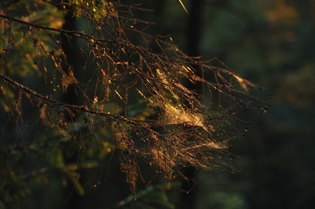Web in the evening forest, illuminated by the light of the setting sun.の写真素材