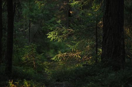 Landscape view  deep in forest by the evening sunの写真素材