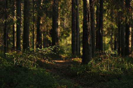 Landscape view  deep in forest by the evening sun