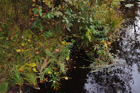 Close up background of the forest lake surfaceの写真素材