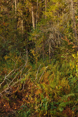 The breath of autumn in the woods, near the shore of a forest lakeの写真素材