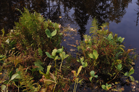 Close up background of the forest lake surfaceの写真素材
