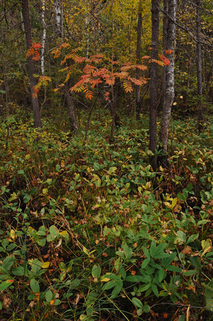 The breath of autumn in the woods, near the shore of a forest lakeの写真素材
