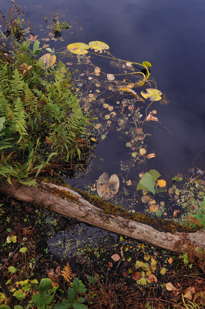 Close up background of the forest lake surfaceの写真素材