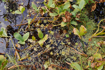 Close up background of the forest lake surfaceの写真素材