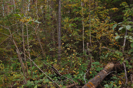 The breath of autumn in the woods, near the shore of a forest lakeの写真素材