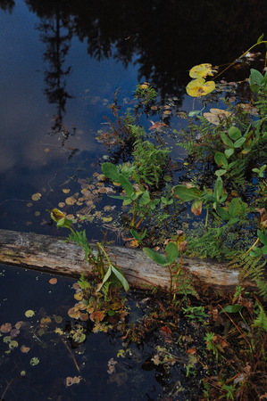 Close up background of the forest lake surfaceの写真素材