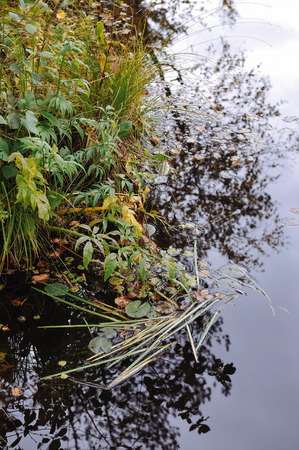 Close up background of the forest lake surfaceの写真素材